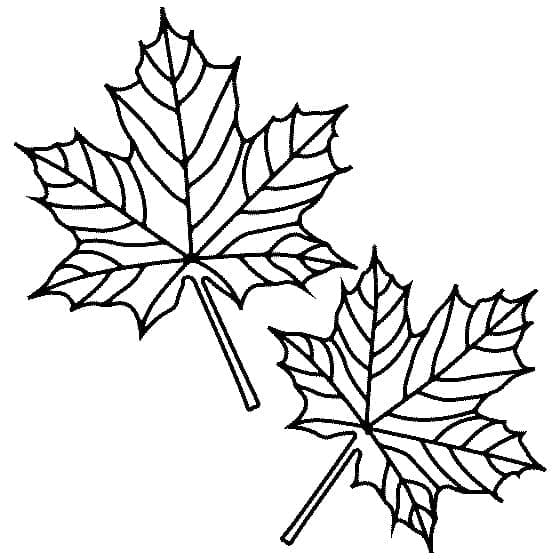 Maple Leaves coloring page Download, Print or Color Online for Free
