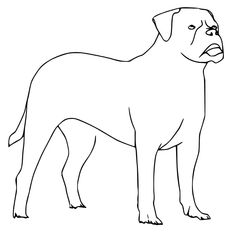 Rottweiler Dog coloring page Download, Print or Color Online for Free