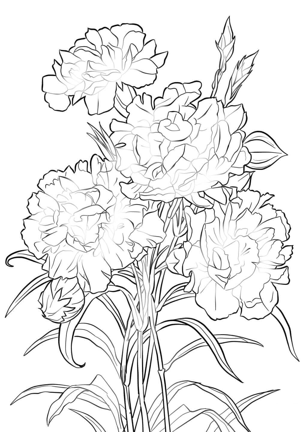 Carnation Flowers coloring page Download, Print or Color Online for Free