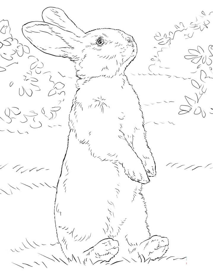 Realistic Rabbit