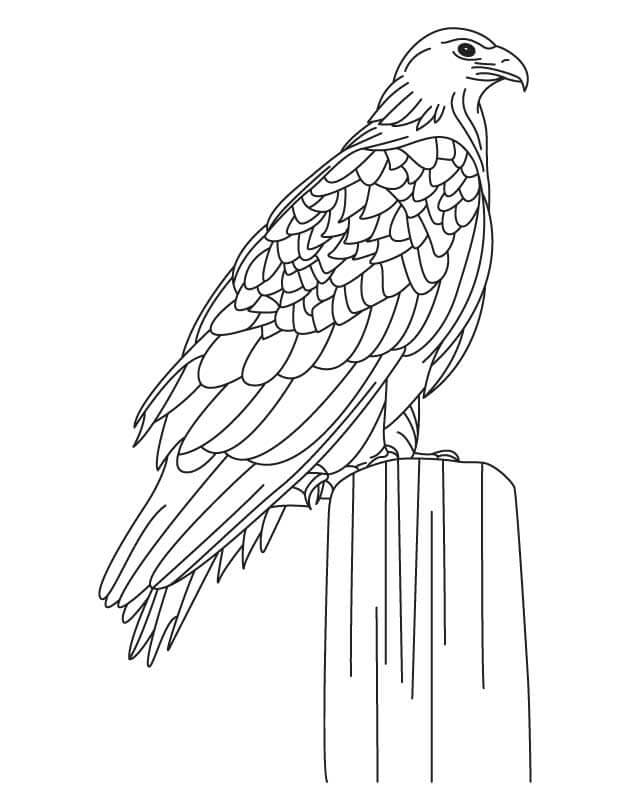 Eagle Coloring Pages Free Printable Coloring Pages for Kids