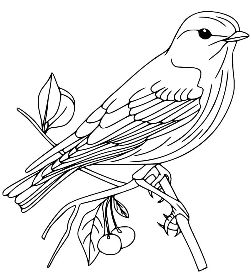 Bluebird Coloring Page