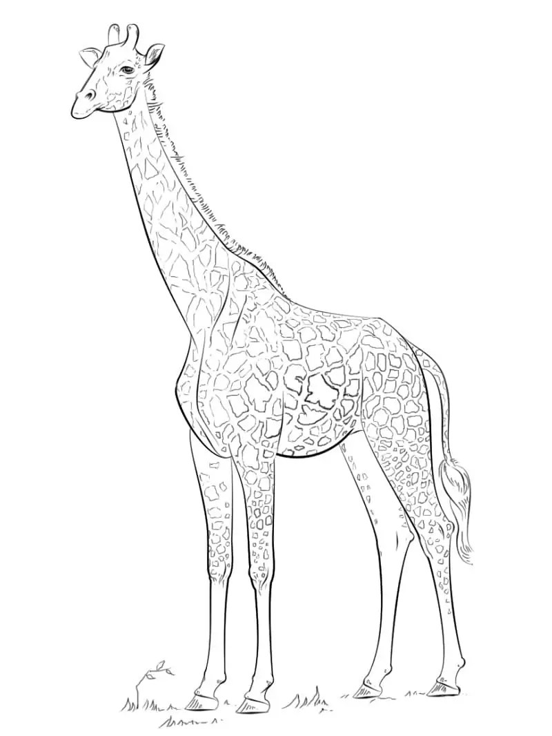 Free Giraffe