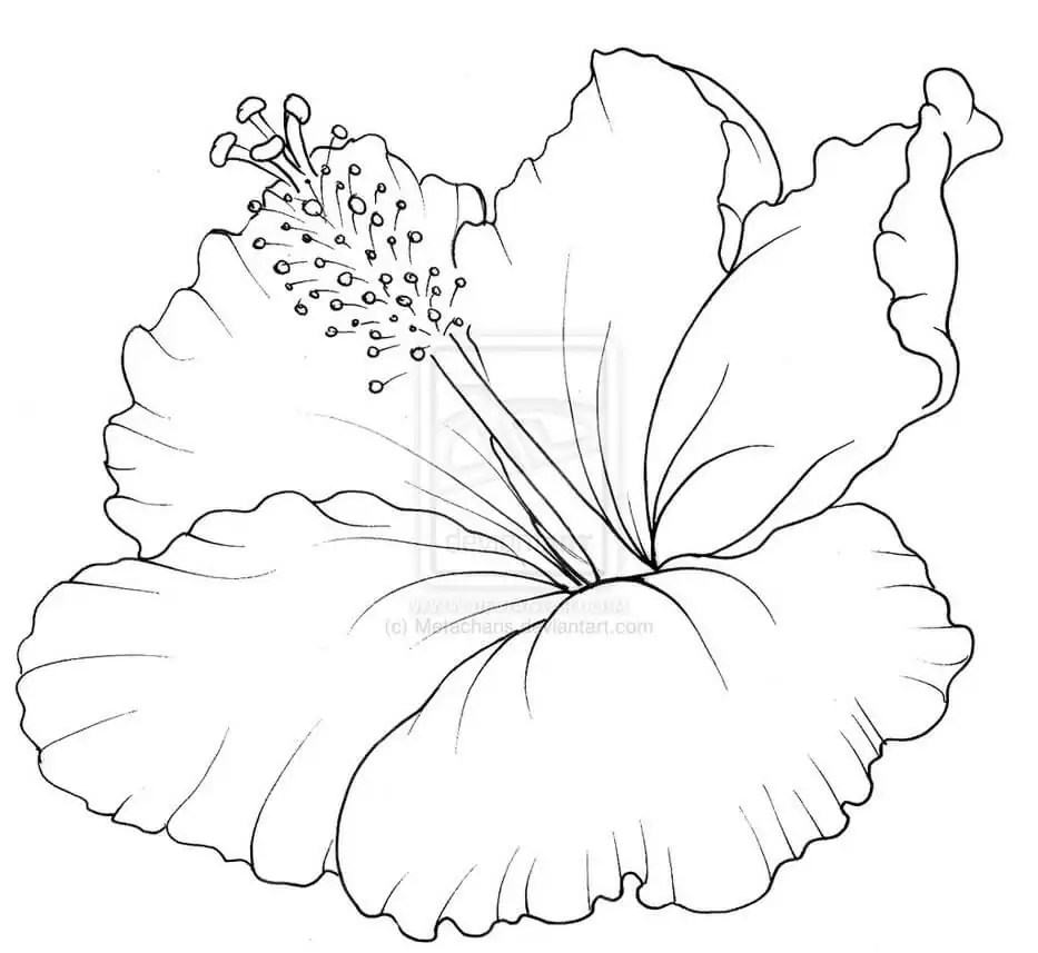 Hibiscus Coloring Page