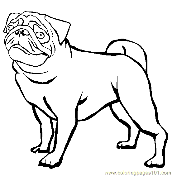 Coloring Pages Pug (Animals > Dogs) free printable coloring page online