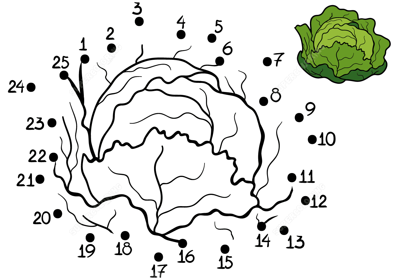 Cabbage from dottodot Coloring Pages Connect the dots Coloring