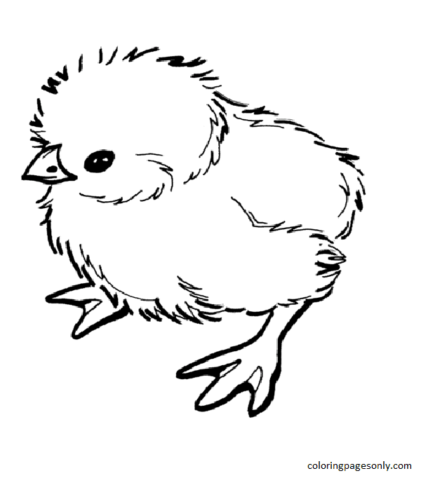 Baby Chick 1 Coloring Page Free Printable Coloring Pages
