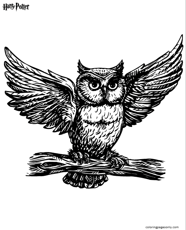 Hedwig Coloring Sheets