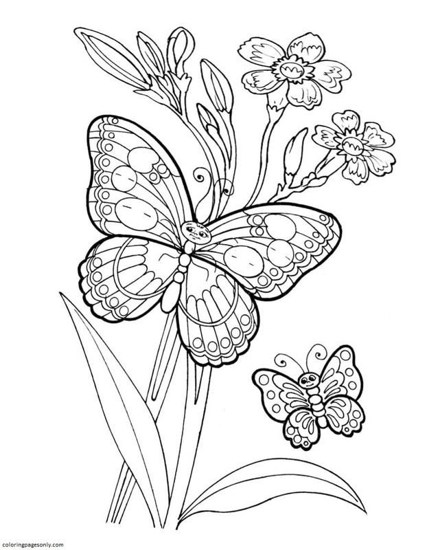 Flower And Butterflies Coloring Pages