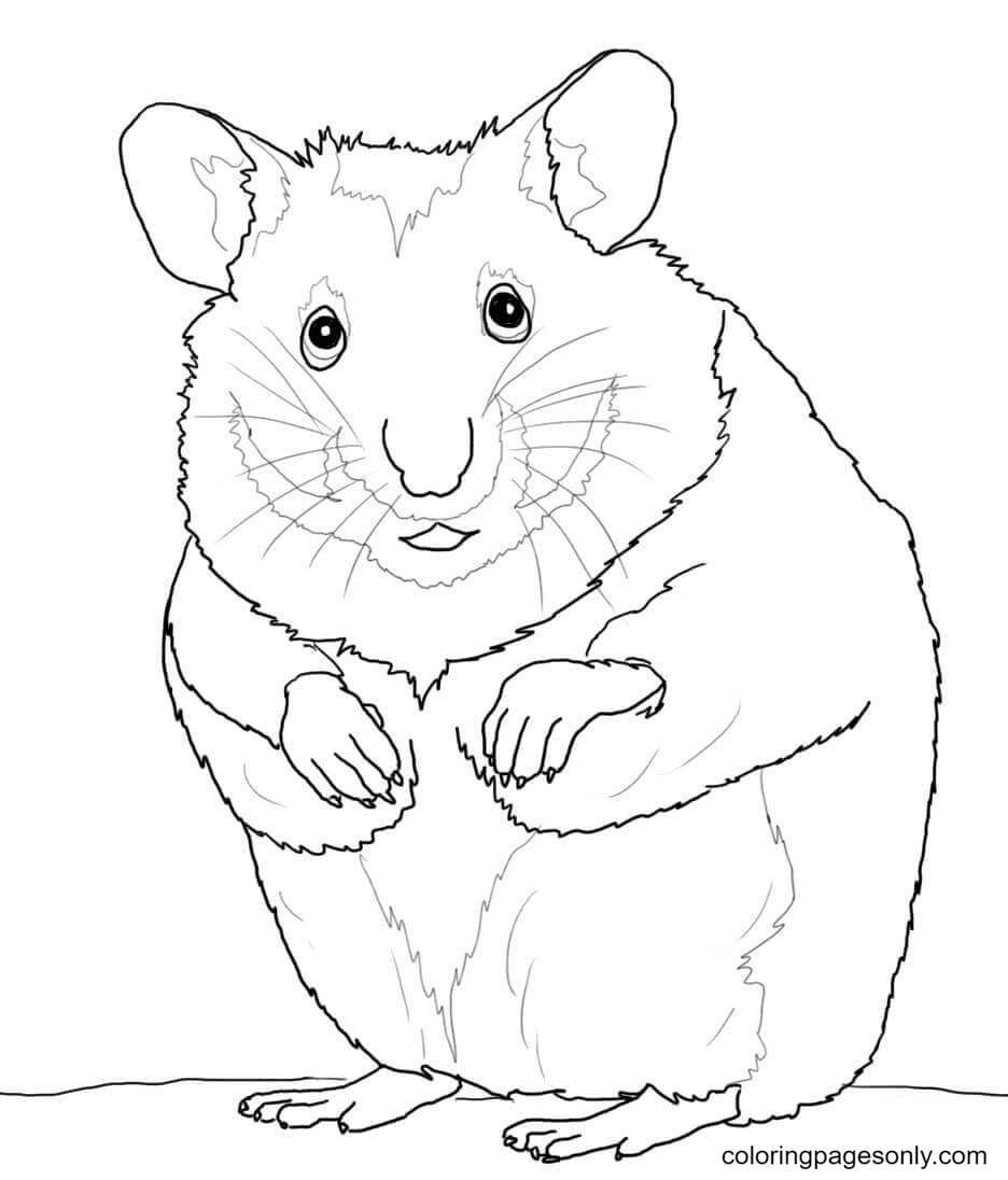 60 Hamster Coloring Pages - ColoringPagesOnly.com