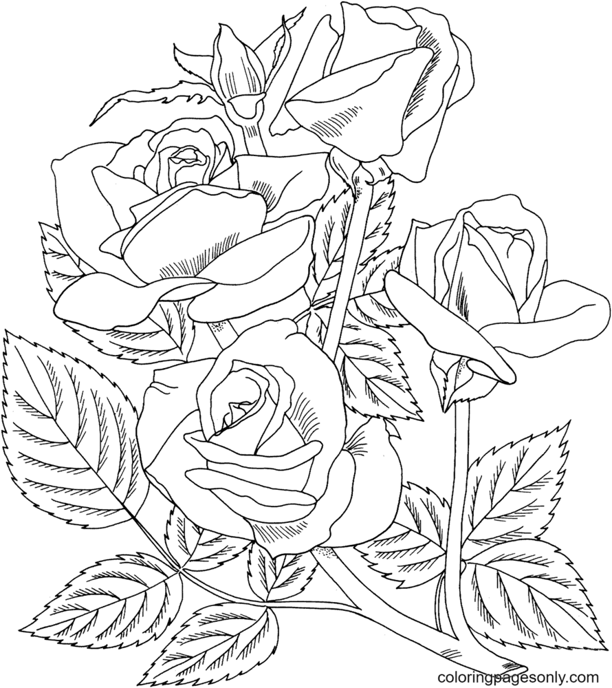 Arizona Grandiflora Rose Coloring Pages Rose Coloring Pages Coloring Pages For Kids And Adults