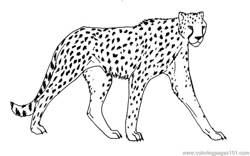 Animals Cheetah Coloring Page Free Printable Coloring Pages