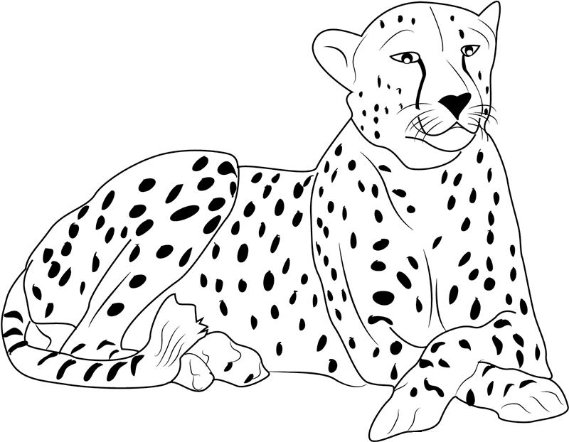 Kleurplaat Cheetah Gratis kleurplaten om te printen