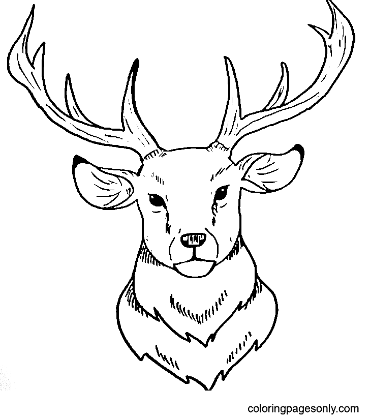 Easy Deer Head Coloring Page Free Printable Coloring Pages