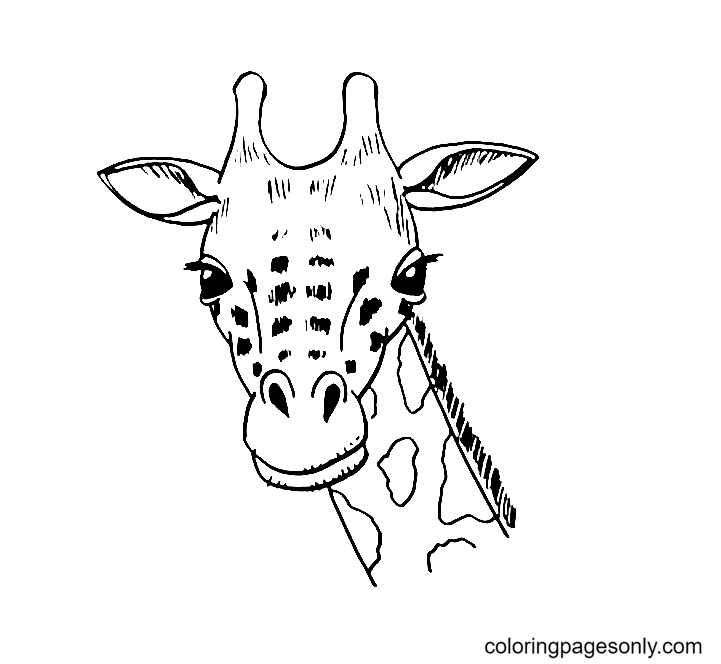 Giraffe Head Coloring Page Free Printable Coloring Pages