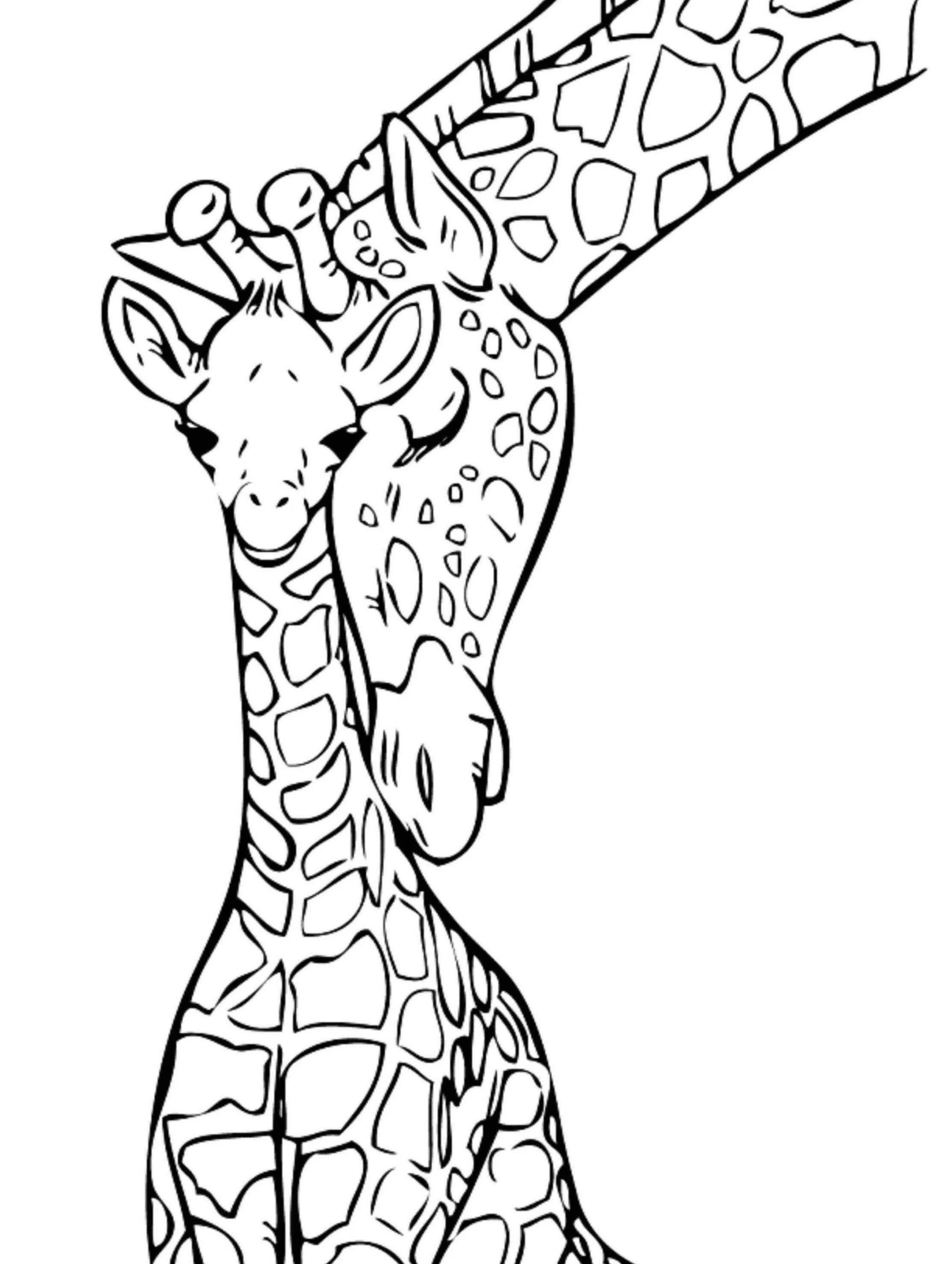 Mother And Baby Giraffe Drawing