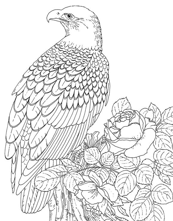 64 Realistic Animal Coloring Pages For Adults Best Coloring Pages