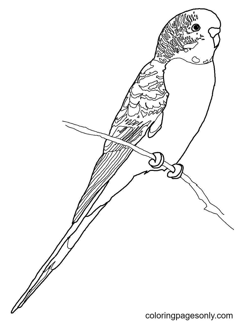 Budgerigar Parrot Coloring Page Free Printable Coloring Pages