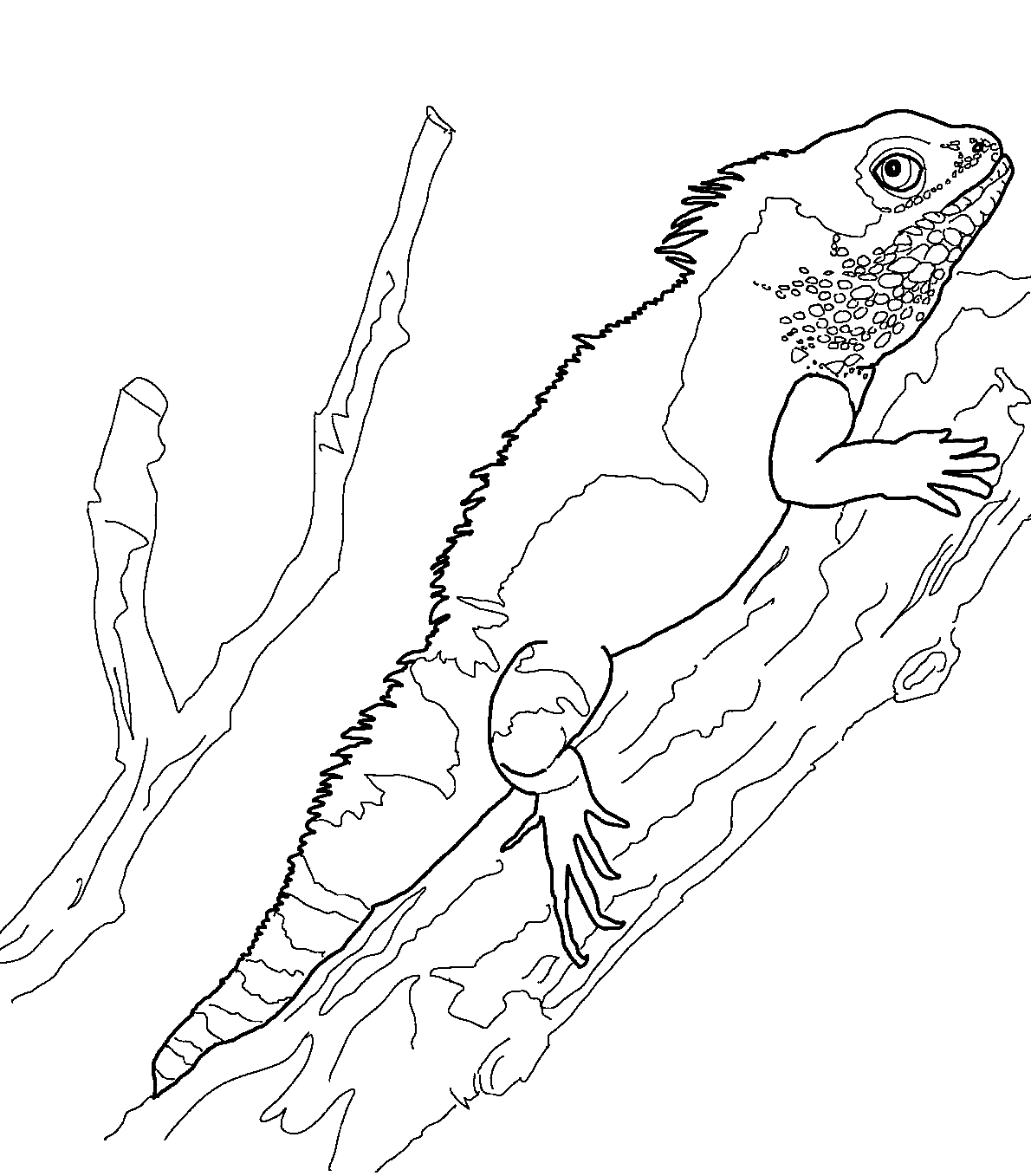 Coloriage Dragon d'Eau Chinois Coloriages Gratuits ?? Imprimer