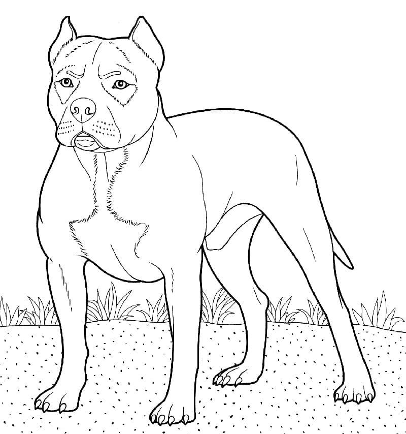32 Pitbull Coloring Pages - Free & Printable for Kids and Adults