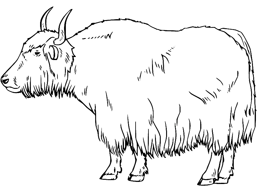 Normal Yak Coloring Page Free Printable Coloring Pages