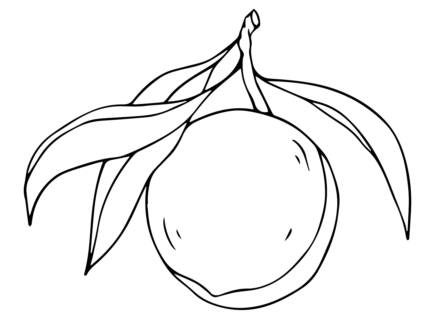 Drawing Nectarine Coloring Page Free Printable Coloring Pages