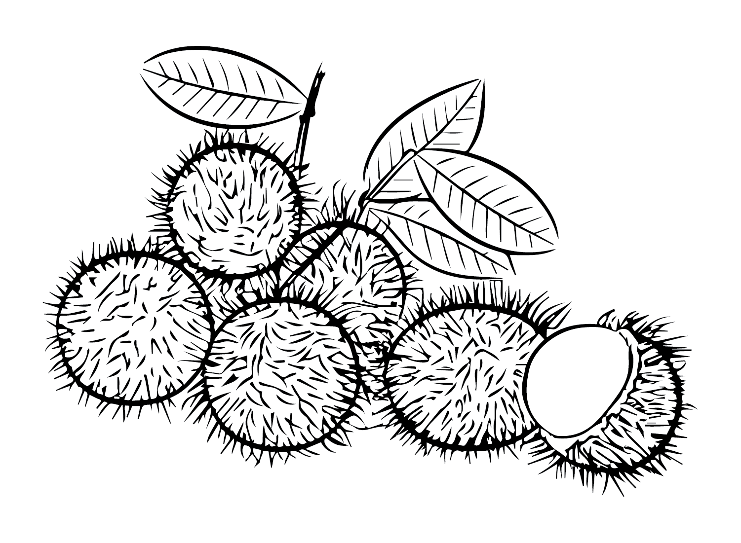 Rambutan Clipart Black And White