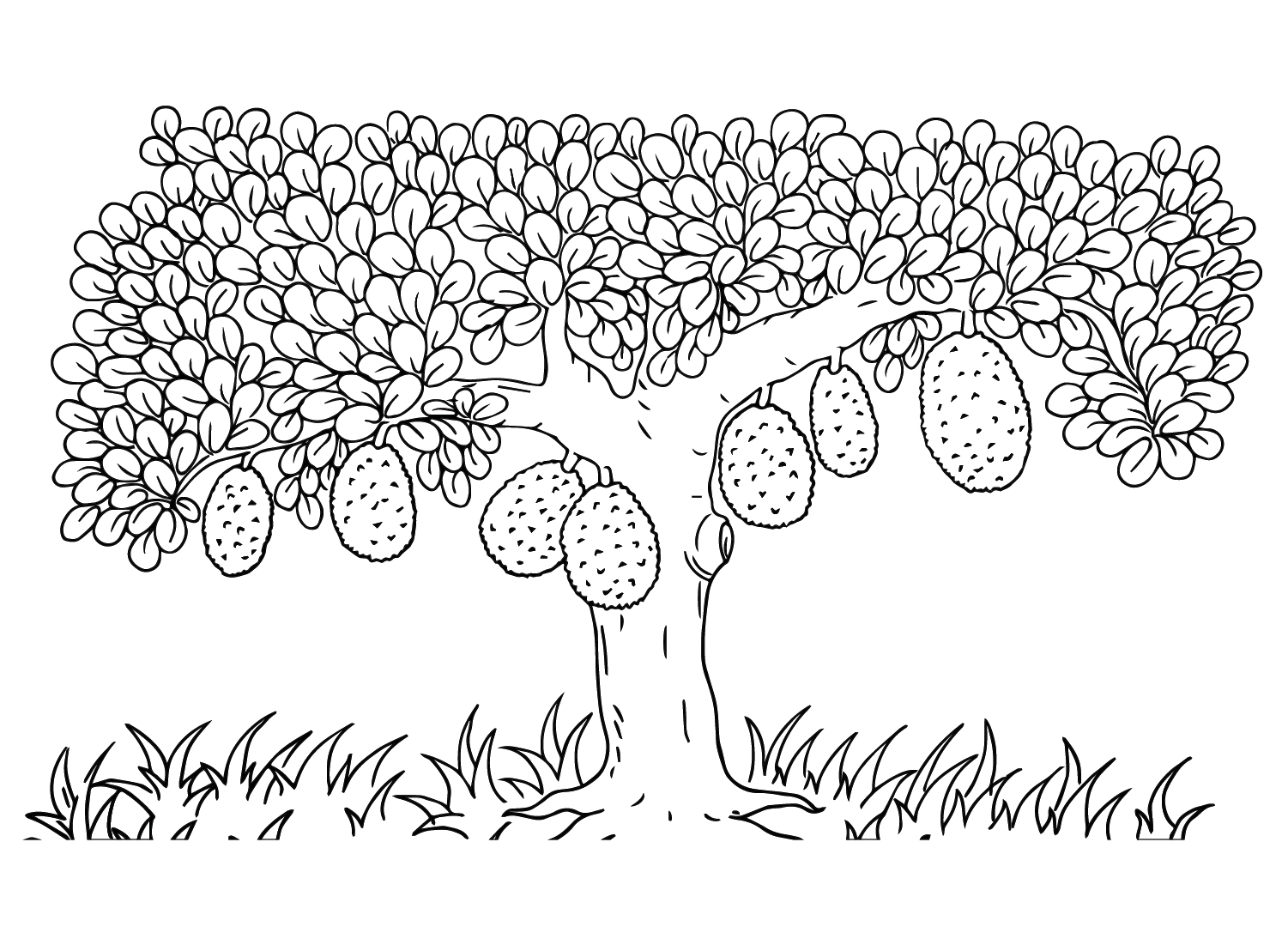 24 Jackfruit Coloring Pages
