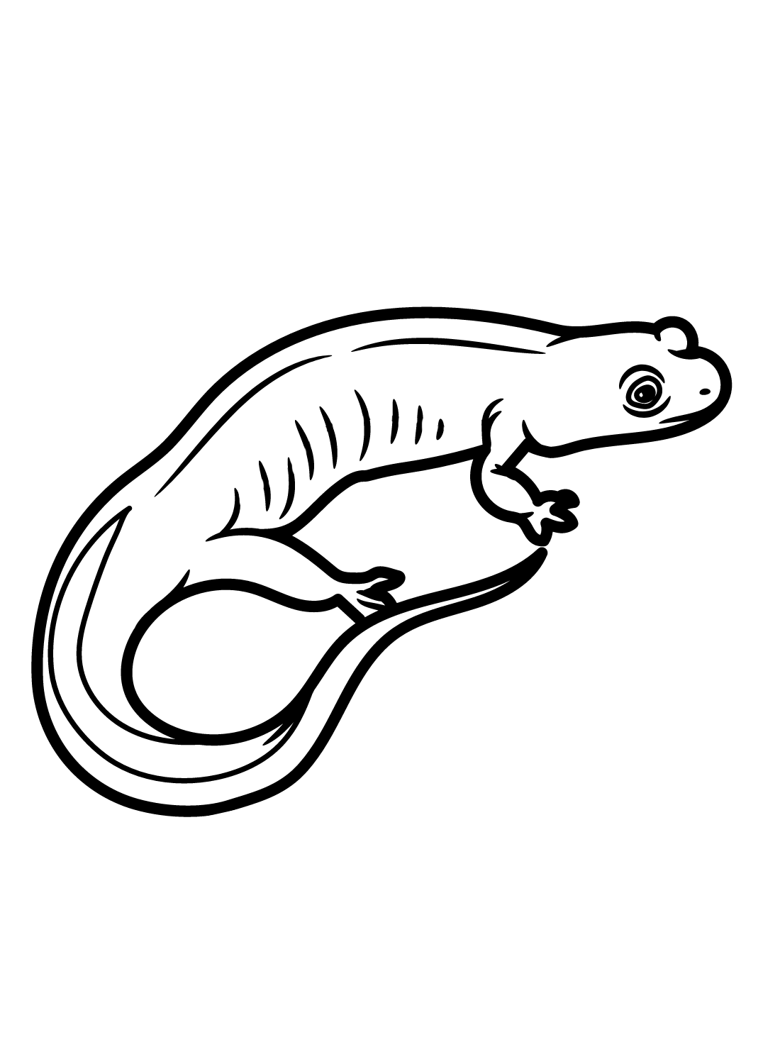 Dusky Salamander Malvorlagen Salamander Malvorlagen Malvorlagen für