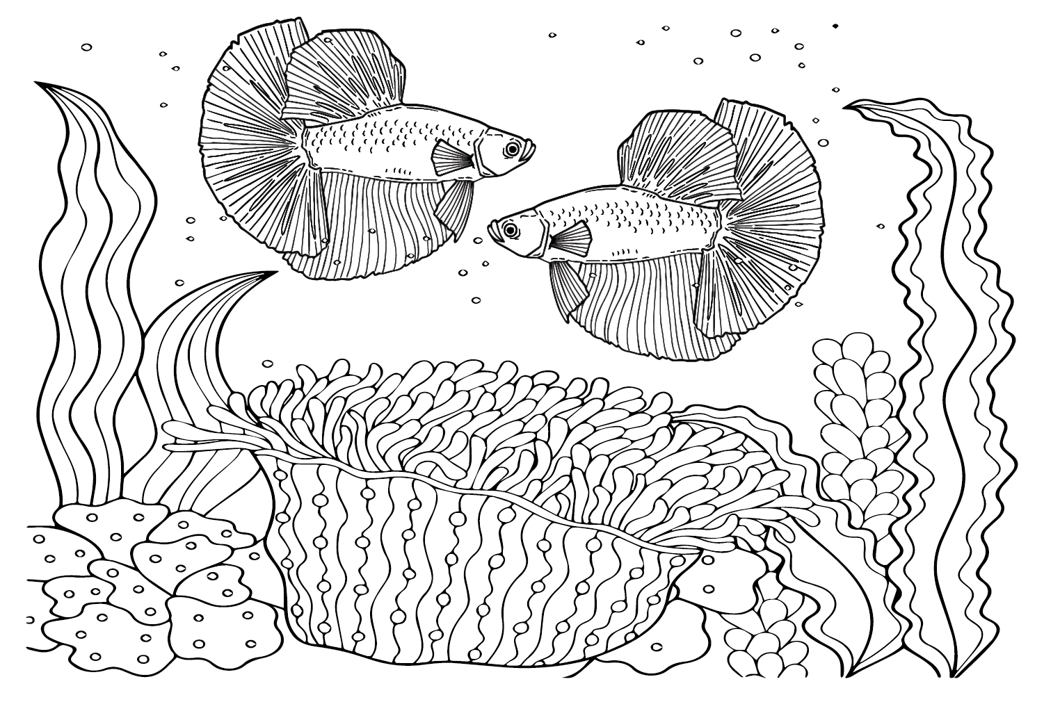 Betta Fish Printable Coloring Page Free Printable Coloring Pages