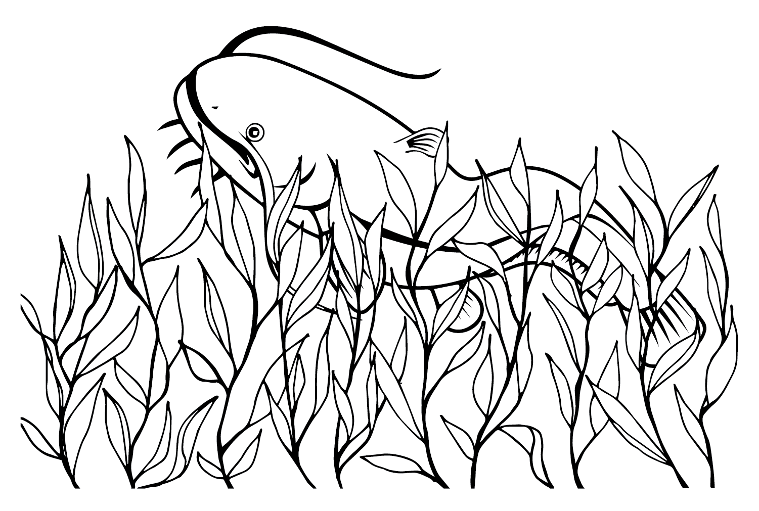 23 Catfish Coloring Pages