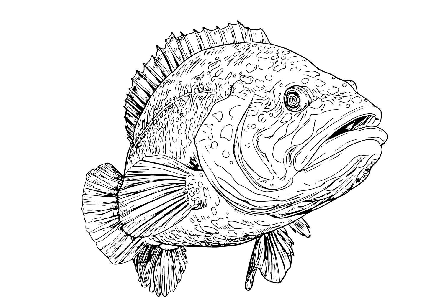 Giant Grouper Fish Coloring Page Free Printable Coloring Pages
