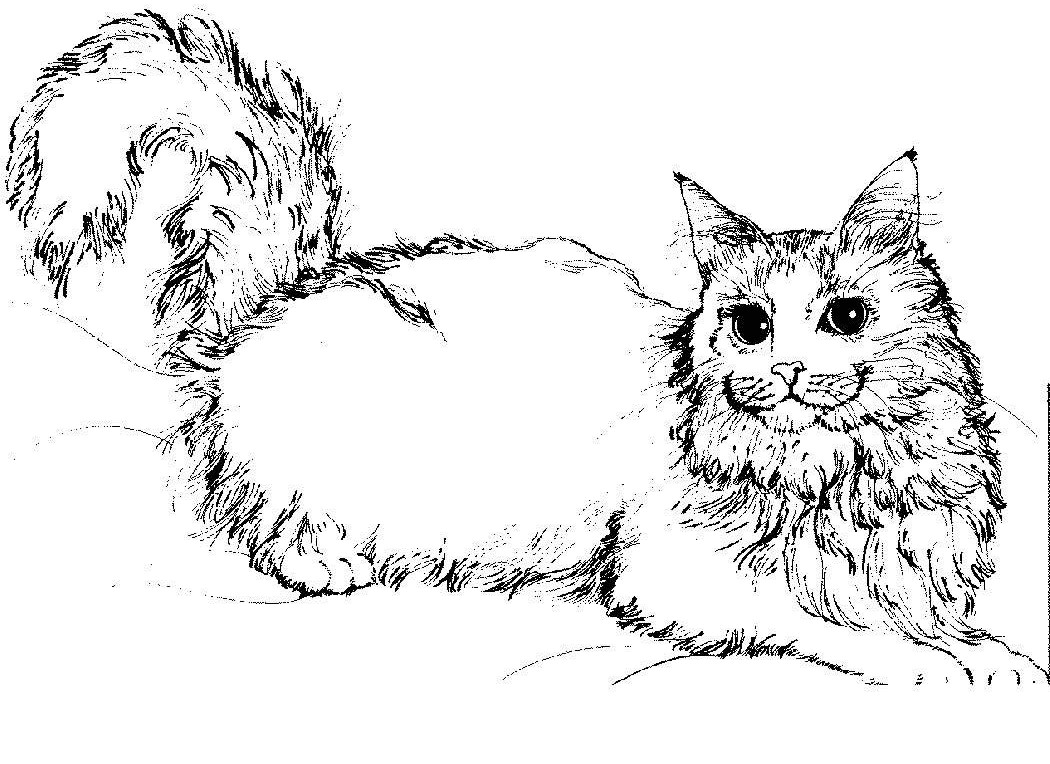 Warrior cat coloring pages to download and print for free