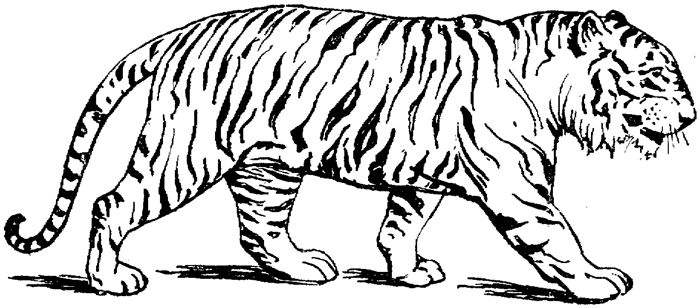 Baby tiger coloring pages to download and print for free