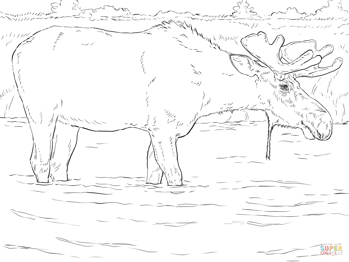Bull elk coloring pages download and print for free