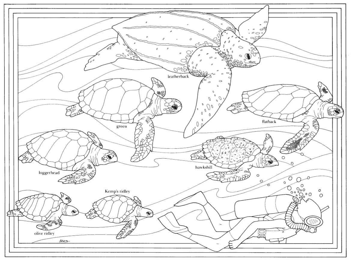 Realistic Sea Turtle Coloring Page Coloring Pages