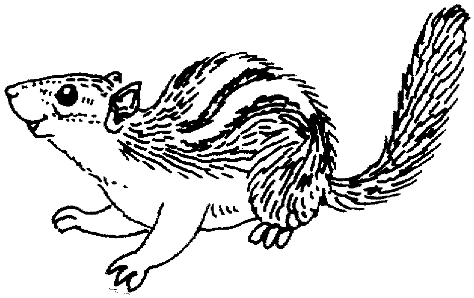 44+ Chipmunk Coloring Pages Background coloring pages 2020