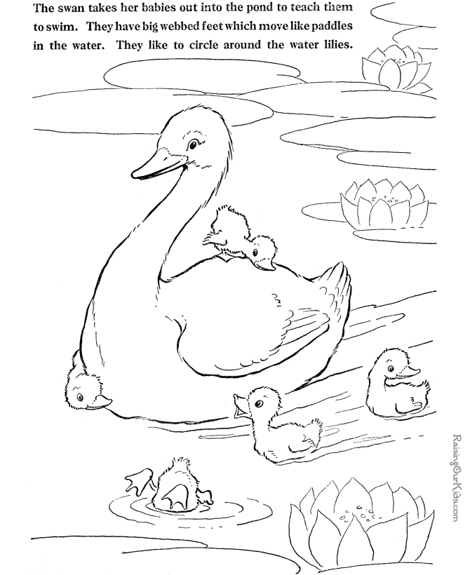 Swan coloring pages to download and print for free