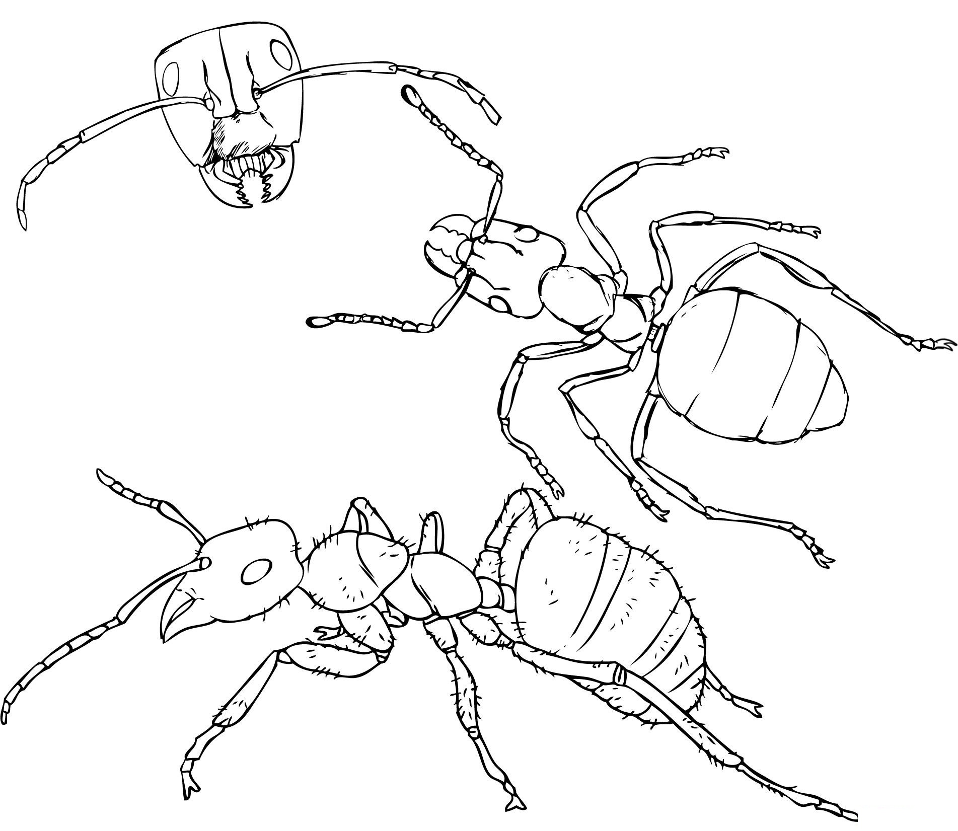 Realistic Ant Coloring Pages Nature Inspired Learning