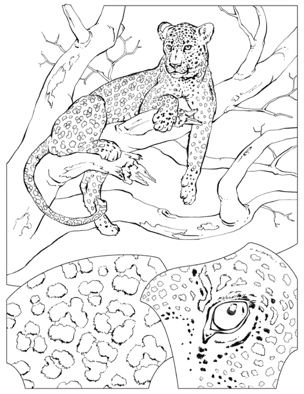 Animal In Forest Colouring Pages Free Colouring Pages