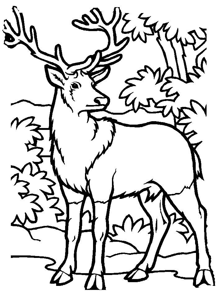 Bull elk coloring pages download and print for free