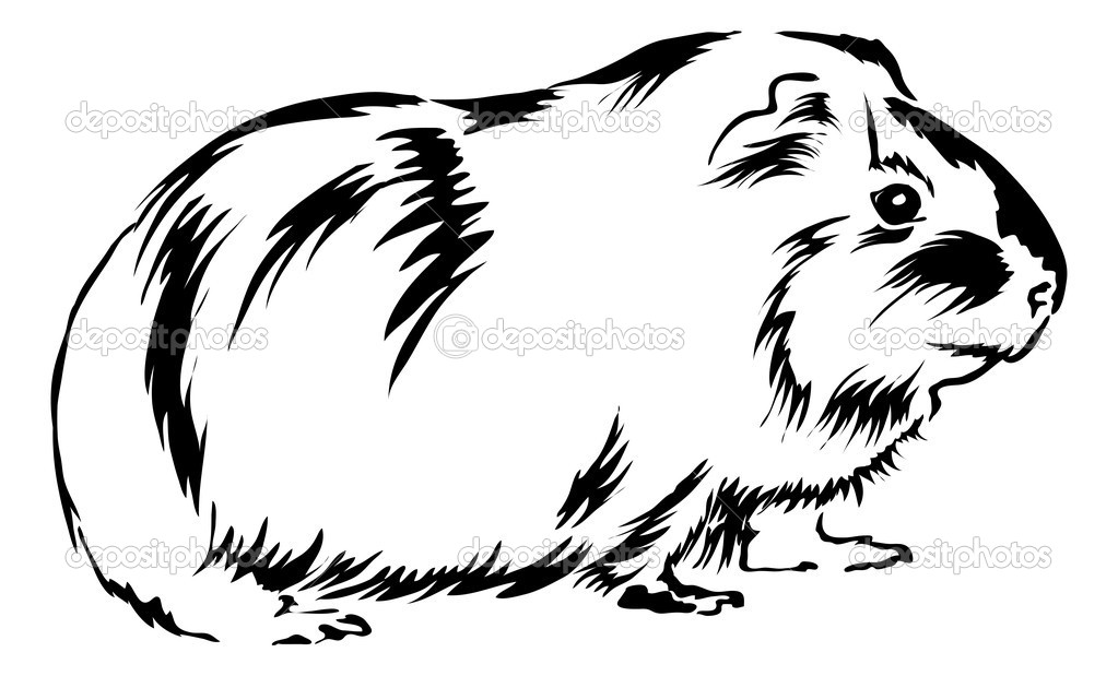 Guinea pig coloring pages to download and print for free