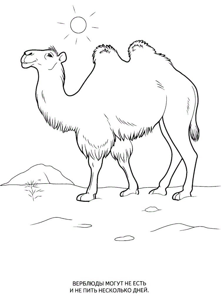 Wild animals coloring pages for kids to print for free