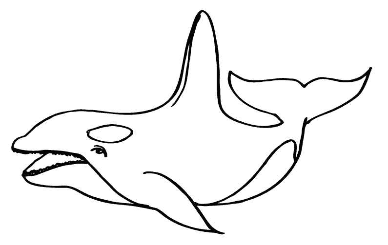 Killer whale Coloring Pages to download and print for free