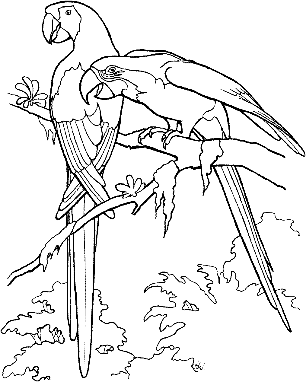 Beautiful Rainforest Parrot Coloring Page & Print