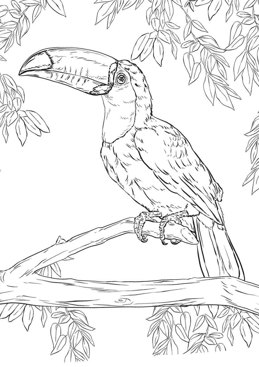 Toucan Coloring Pages to download and print for free