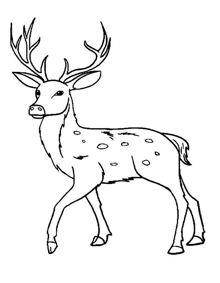 Deer Coloring Pages (Free Printable PDF)