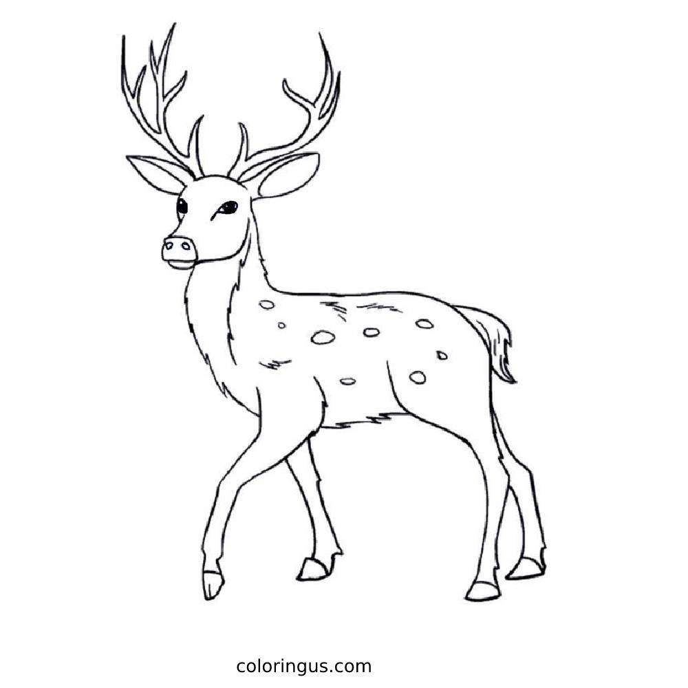 Deer Coloring Pages (Free Printable PDF)
