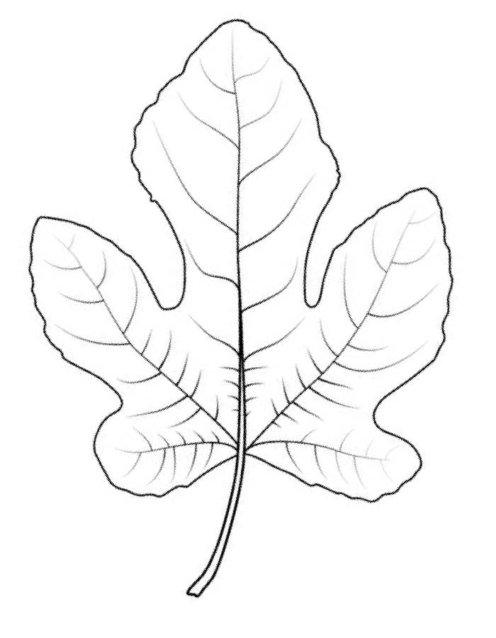 Maple Leaf Coloring Page