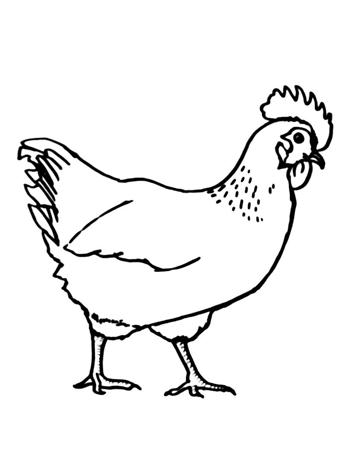 Hen Coloring Pages (Free Printable PDF)
